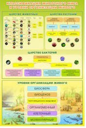Стенд "Классификация животного мира" - «globural.ru» - Тольятти
